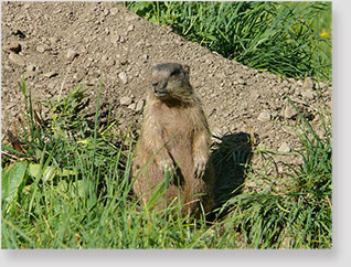 Marmotta