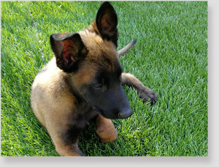 Malinois Nero