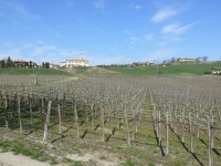 vigneti_piacentini_2009_36.JPG