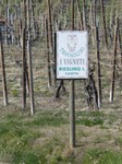 vigneti_piacentini_2009_37.JPG