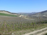 vigneti_piacentini_2009_38.jpg