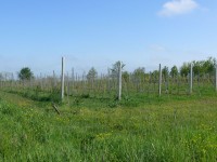 langhe_piemontesi_02.JPG