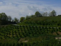 langhe_piemontesi_25.JPG