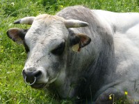 langhe_piemontesi_31.JPG