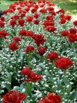 parco-sigurtà_016.JPG