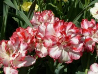 parco-sigurtà_028.JPG