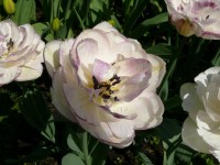 parco-sigurtà_030.JPG