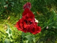parco-sigurtà_052.JPG