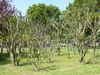 parco-sigurtà_057.JPG