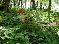 parco-sigurtà_074.JPG