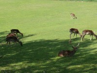 parco-sigurtà_089.JPG