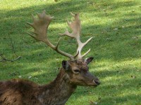 parco-sigurtà_090.JPG