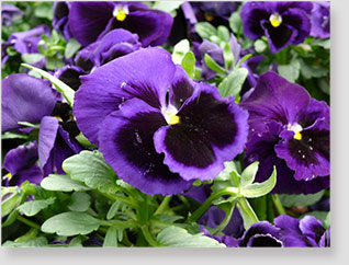 violette