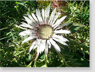 fiori montagna