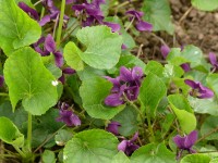 fiori_019.JPG