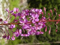fiori_080.JPG
