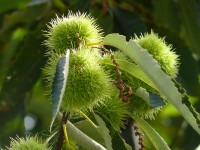 fiori_094.JPG