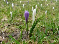 fiori_102.JPG
