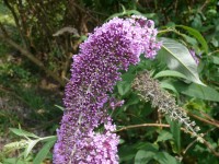 fiori_159.JPG