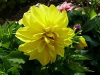 fiori_203.JPG