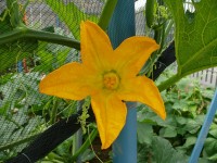 fiori_252.JPG