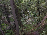cascata_del_varone_37.JPG
