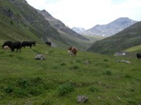 passo_resia_2005_30.JPG