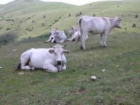 campo_imperatore_39.JPG