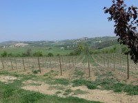 colline-monferrato_15.JPG