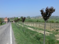 colline-monferrato_16.JPG