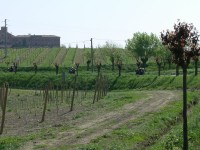 colline-monferrato_17.JPG