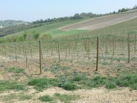 colline-monferrato_18.JPG