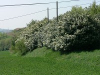 colline-monferrato_25.JPG