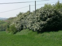 colline-monferrato_25.JPG