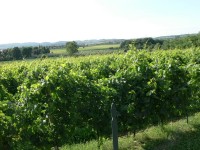franciacorta_06.JPG