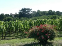 franciacorta_09.JPG