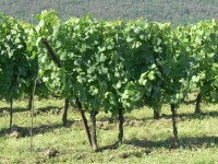 franciacorta_11.JPG