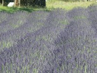 gole_verdon_56.JPG