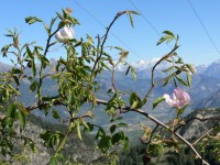 route_des_grandes_alpes_084.JPG