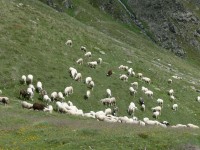 route_des_grandes_alpes_179.JPG