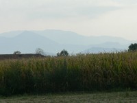 verdello_estate-2007_05.JPG