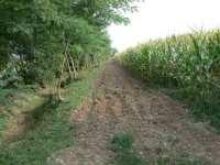 verdello_estate-2007_07.JPG