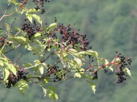 valli_bergamasche_011.JPG