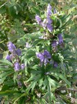 valli_bergamasche_092.JPG