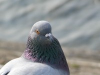 selvino_lecco_16.JPG