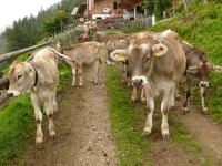 valle_stubai_20.JPG