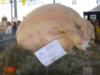 cuneo_71.JPG