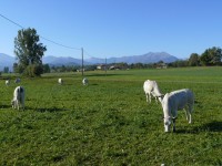 cuneo_76.JPG