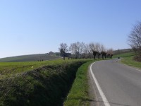 vigneti_piacentini_2009_04.JPG