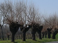 vigneti_piacentini_2009_05.JPG